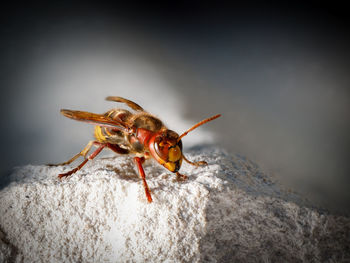 Close-up of insect on rock