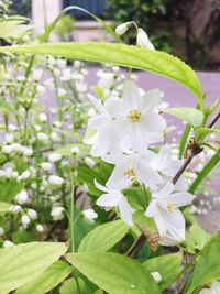 Close-up of white flowers