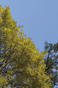 Low angle view of tree against clear sky