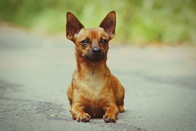 Portrait of dog sitting on footpath