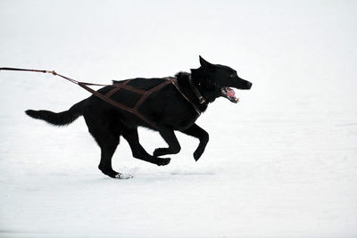 Running dog on sled dog racing. winter dog sport sled team competition. black dog in harness