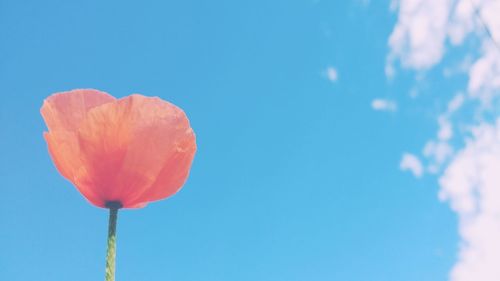Close-up of flower against blue sky