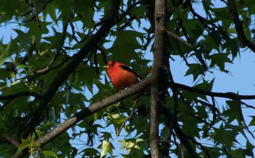 Low angle view of bird perching on branch