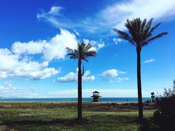 Palm trees on field against sky