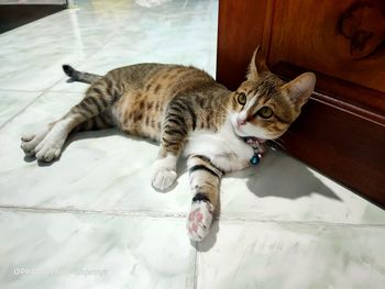 High angle view of cat resting on floor