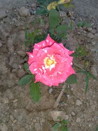 High angle view of pink rose on plant