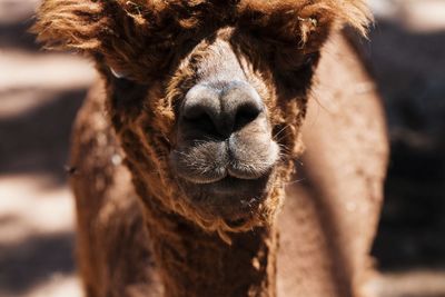 Close-up portrait of an angry lama