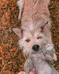 High angle view of dog on field