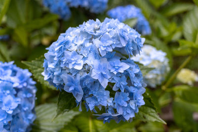 Close-up of blue hydrangea flowers