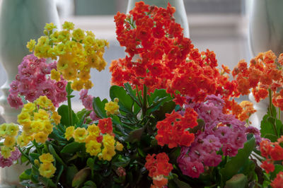 Close-up of flowers on plant