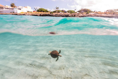 Duck swimming in sea