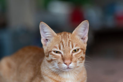 Close-up portrait of tabby cat