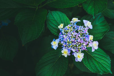 Close-up of purple flowers blooming in park