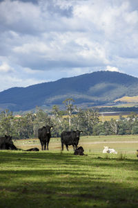 Cows grazing on field against sky