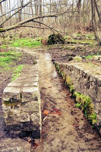 Walkway amidst trees