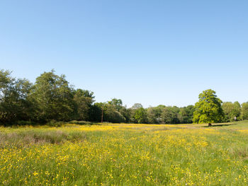 Scenic view of field against clear sky