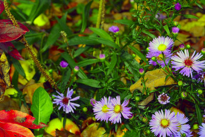 Close-up of flowers