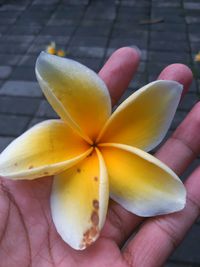 Close-up of hand holding yellow leaf