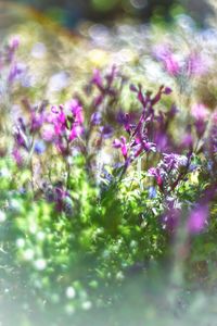 Close-up of purple flowering plants