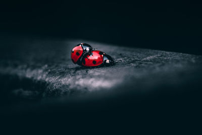 Close-up of ladybug on red background