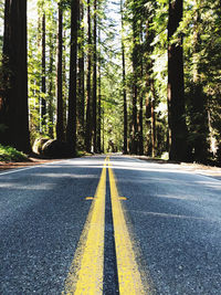 Surface level of road amidst trees in forest