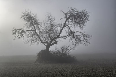 Tree by sea against sky