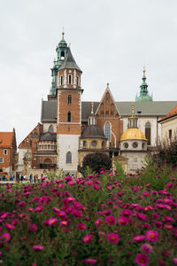 View of flowering plant against building