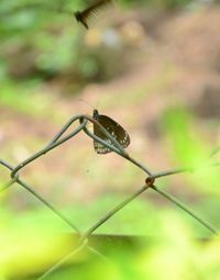 Close-up of insect on leaf