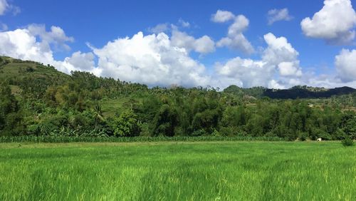 Scenic view of field against sky