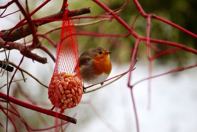 Close-up of a bird perching on branch