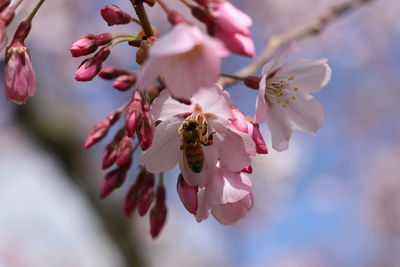 Close-up of bee on pink cherry blossom