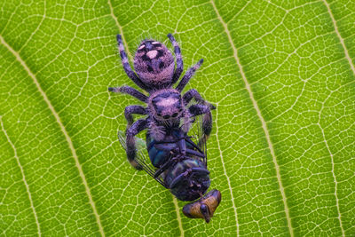 Close-up of spider on leaf