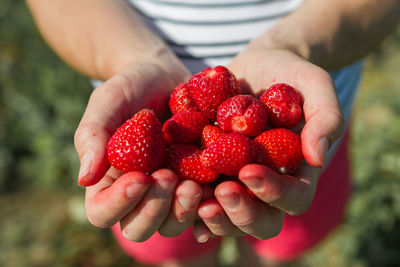 Close-up of hand holding strawberries