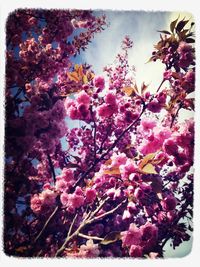 Low angle view of pink flowers