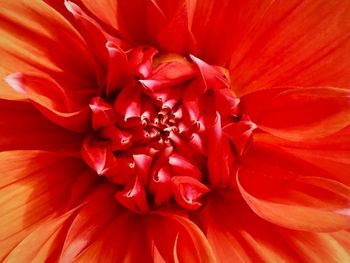 Full frame shot of red flower