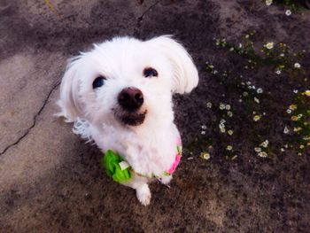 High angle portrait of puppy