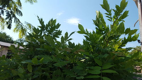 Low angle view of plants against sky