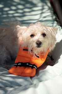 Portrait of dog on bed