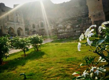 White flowers blooming in park