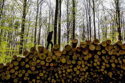 Man standing on stack of logs against trees in forest