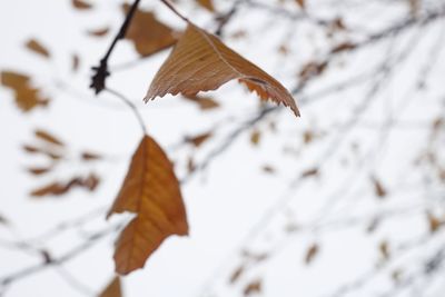 Close-up of leaf on branch during winter