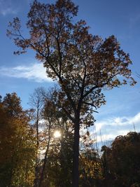 Low angle view of trees against sky