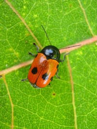 Ladybug on plant leaf