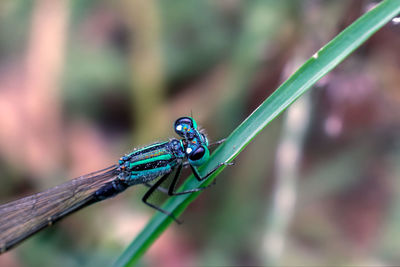 Close-up of a grasshopper