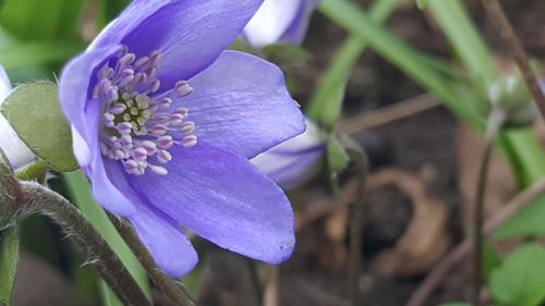 Close-up of purple flower blooming outdoors