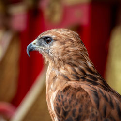 Close-up of a bird looking away