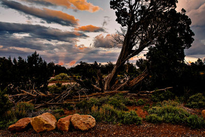 Trees on landscape against sky during sunset