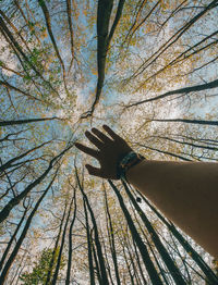 Low angle view of tree against sky