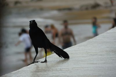 Close-up of bird perching on wood