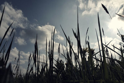 Low angle view of silhouette plants on field against sky